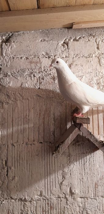 Gołebie pocztowe białe własnej hodowli