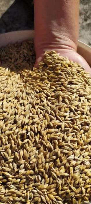 Jęczmień  ozimy dwurzędowy zbiór 2026
