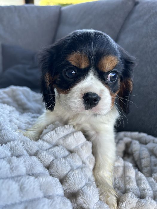 Suczka tricolor Cavalier King Charles Spaniel