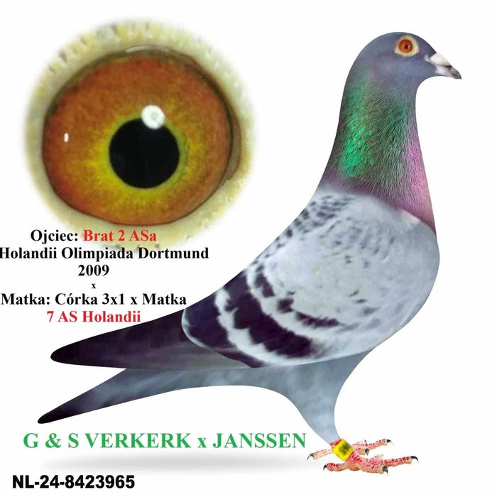 Gołębie pocztowe młode 2025 G. & S Verkerk - Gebr. Janssen