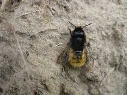 Пчёлы осмии, ранневесенние опылители