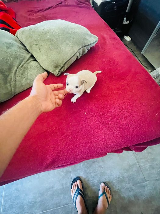 Chihuahua macho mini