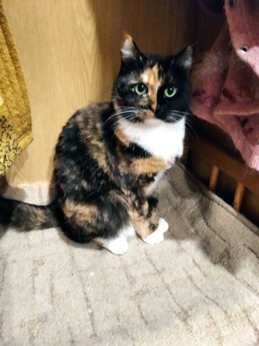 Віддам котиків в добрі руки