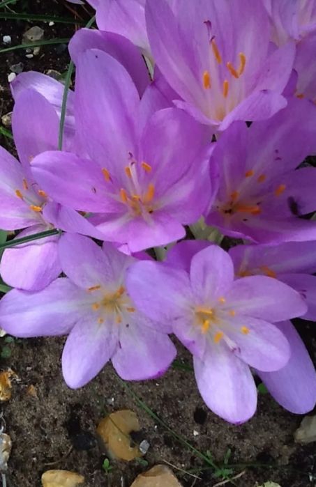 Cebulki Ziemowita jesiennego