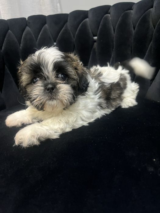 Shih tzu suczka tricolor