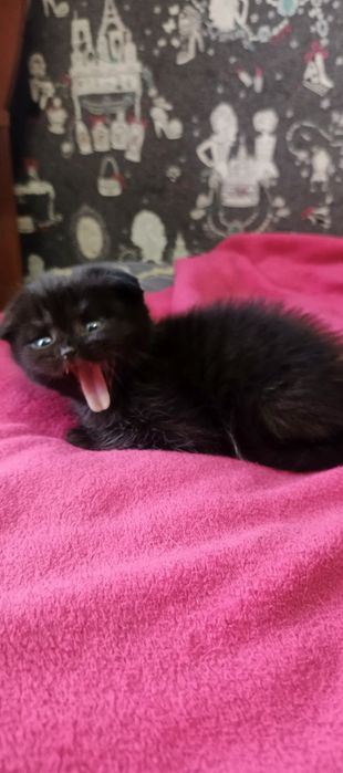 Шотландські кошенята