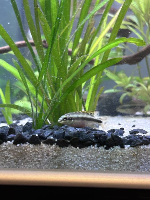 Kribensis (Pelvicachromis pulcher)