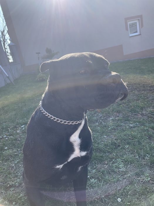 Продаю собаку породи «кане-корсо»!!!