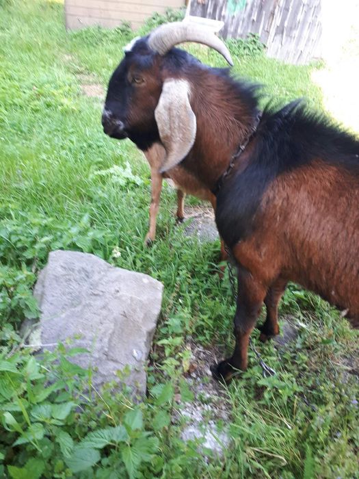 Продаю англо - нубійського козла віком 1,,5 роки