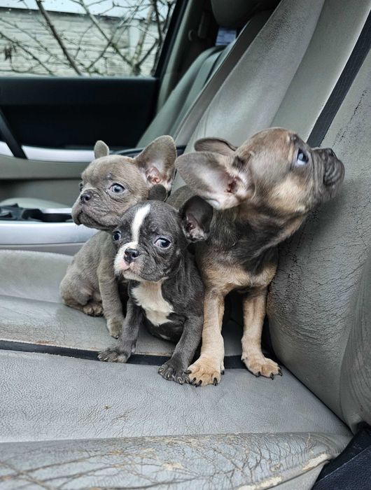 Щенки французского бульдога
