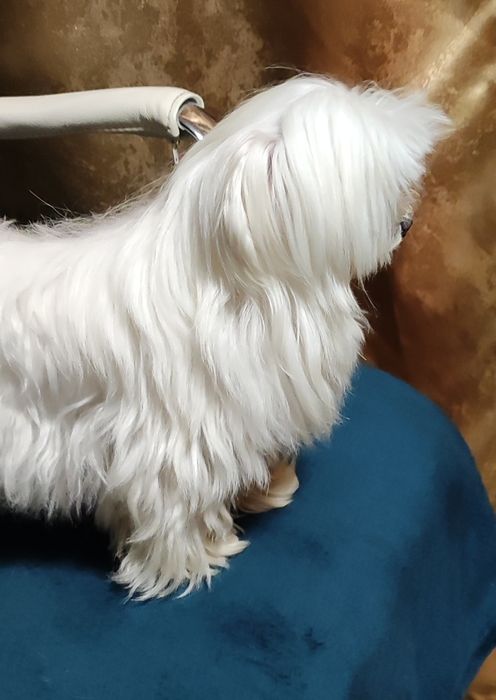 мальтийская болонка мини мальчик