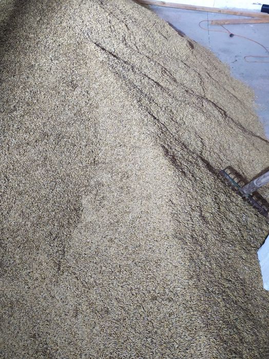 Owies ze zbioru 2025