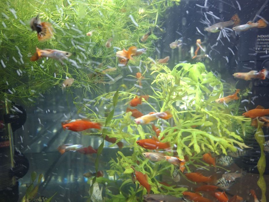 Акваріумні рибки