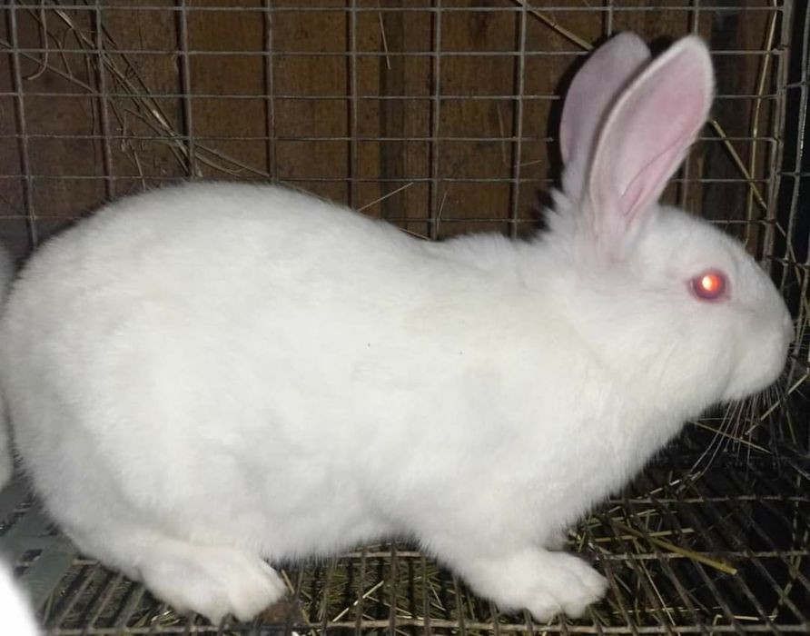 Кролики  термони