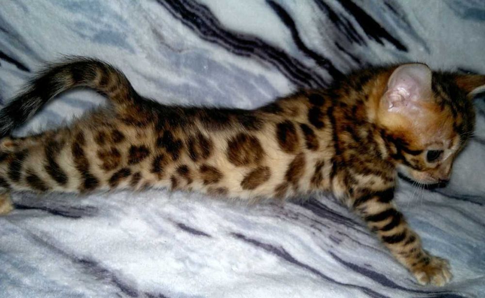 Бенгальська дівчинка в окантовану розетку на золоті