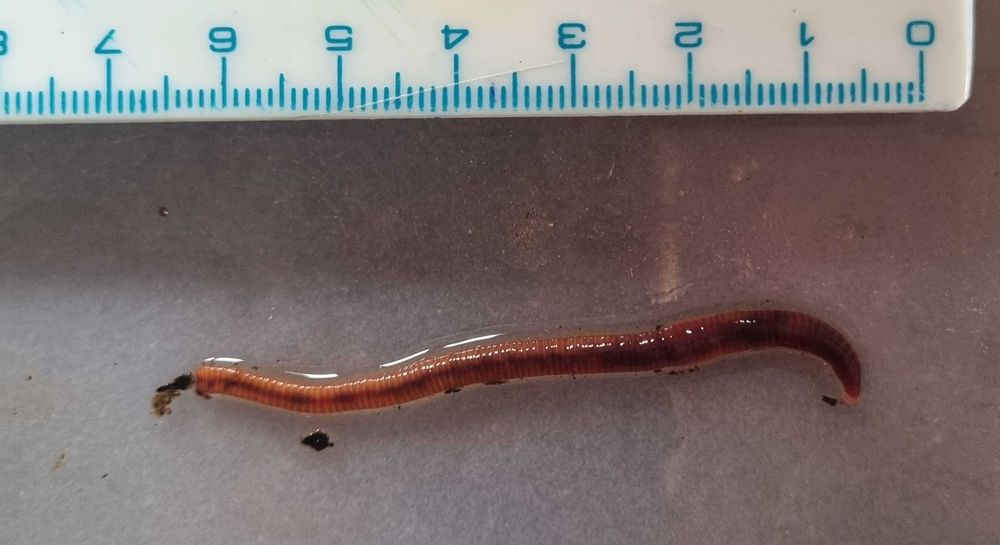 100 Minhocas californiana para pesca - (outras quantidades disponíveis)