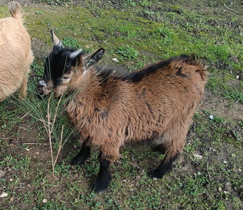 Cabra anã com 4 meses