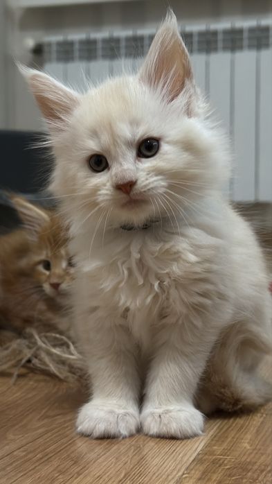 Мейн-Кун кошенята