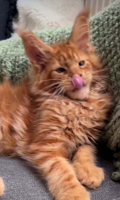 На продажу шикарные детки мейн-кун