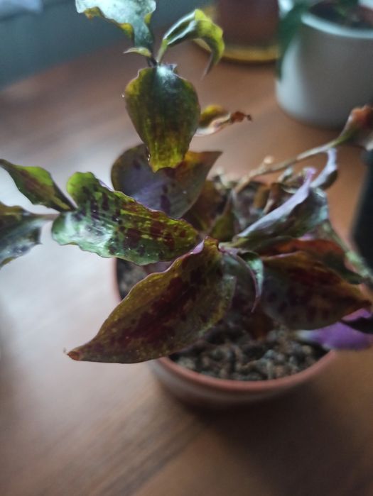 Trzykrotki różne odmiany rosnące i ciete