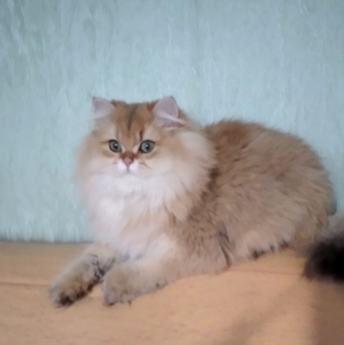 Золотаяшиншилла мальчик пушистый британский