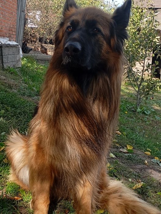 німецька вівчарка довгошерста