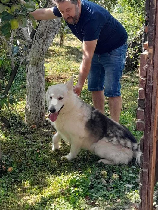 Собаку віддам в добрі руки. Метис білої вівчарки і лайки, 3 р кобель.
