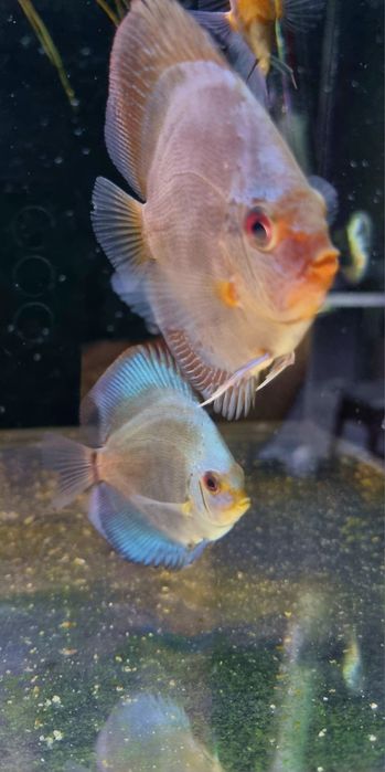 Paletki dyskowce blue diamond