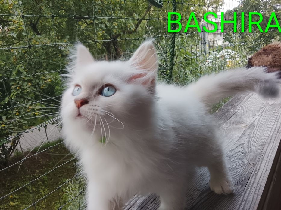 Syberyjska kociczka Neva Masquerade N 09 33 BASHIRA