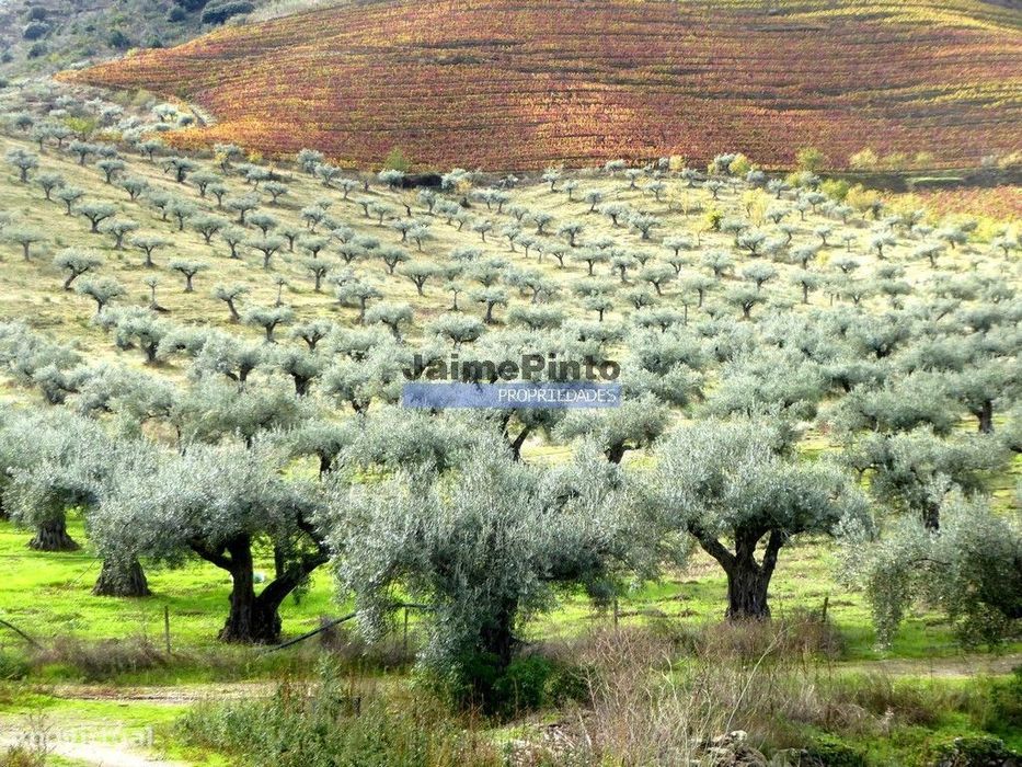 Quinta 245ha, Olival produtivo, Vinha produtiva. Foz Côa. Portugal,...