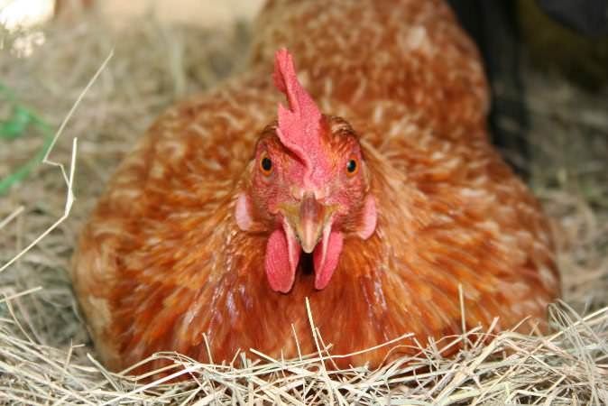 ПРИЛУКИ! Доставка безкоштовна! Продам Курей несушок