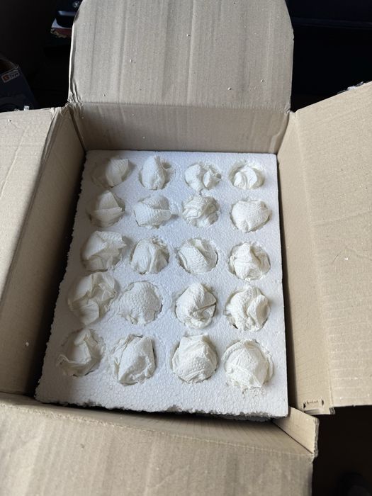 Ovos de sedosas barbudas do japao