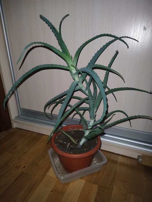 Алое, каланхое, лікувальна рослина