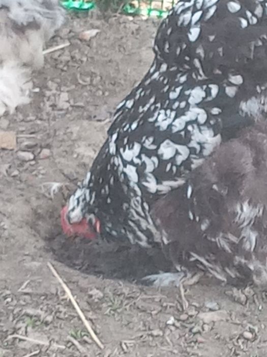 Продам ія від курей Кокехіни.