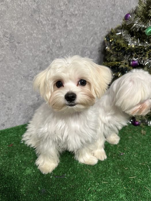 Щенки мальтийской болонки