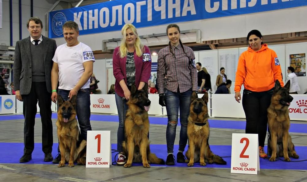 Німецька вівчарка puppies