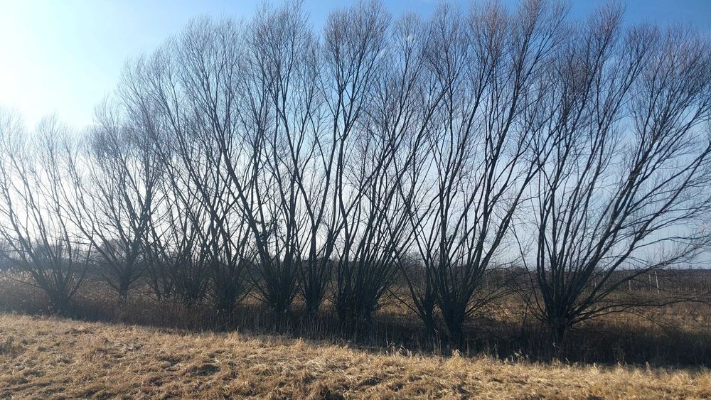 Oddam w zamian za obcięcie i uprzątnięcie