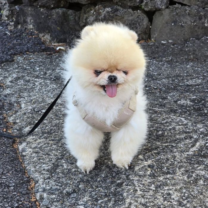 Продам малыша шпица