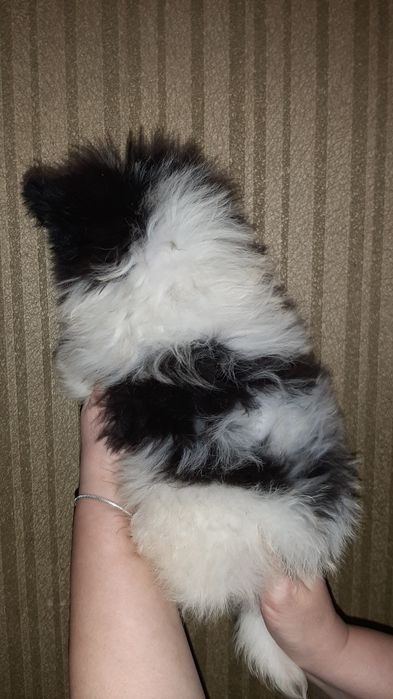 Помапу. Хлопчик.