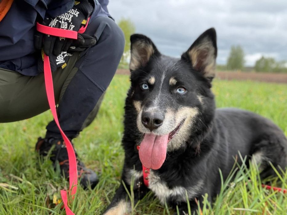 Drej  w typie polnocniaka do adopcji