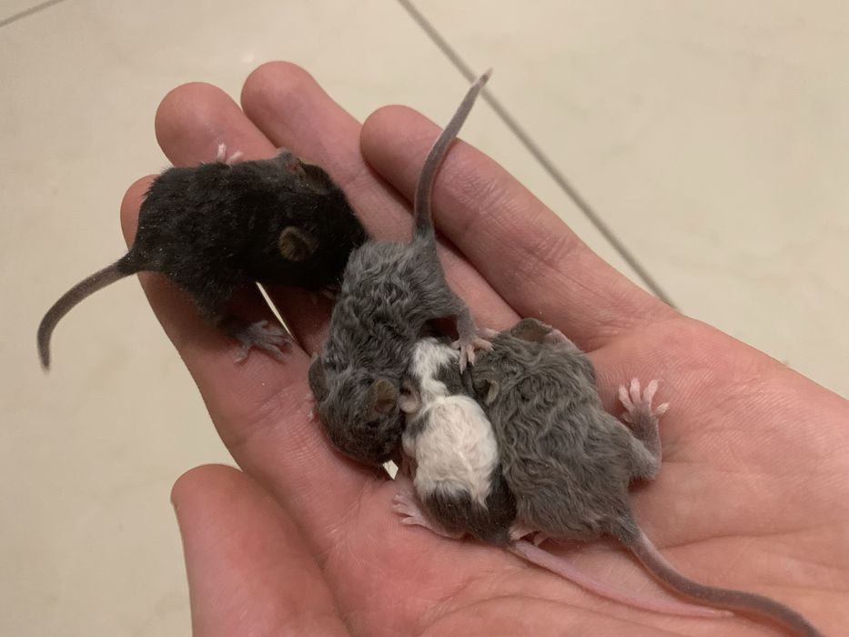 Мишки декоративні кучеряві, криски дамбо