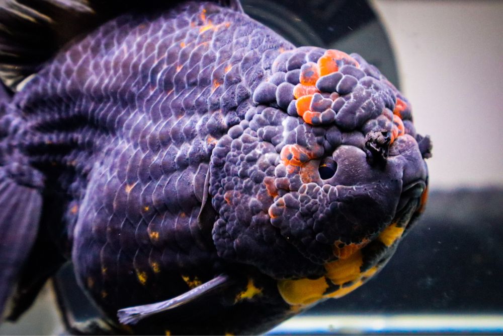 Oranda Black Tiger Jumbo RARIDADE