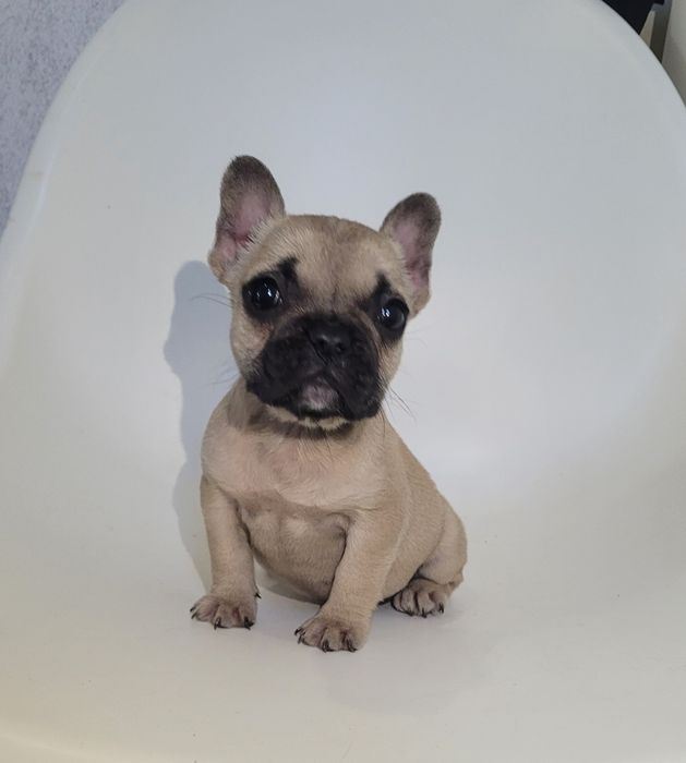 Bulldog francês femea