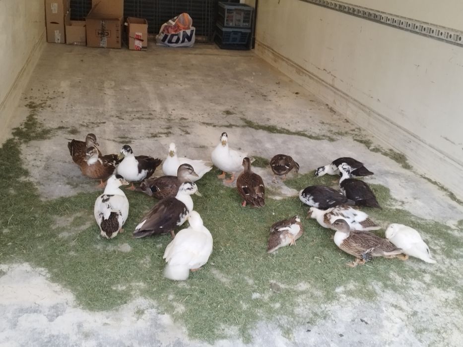 kaczory call duck