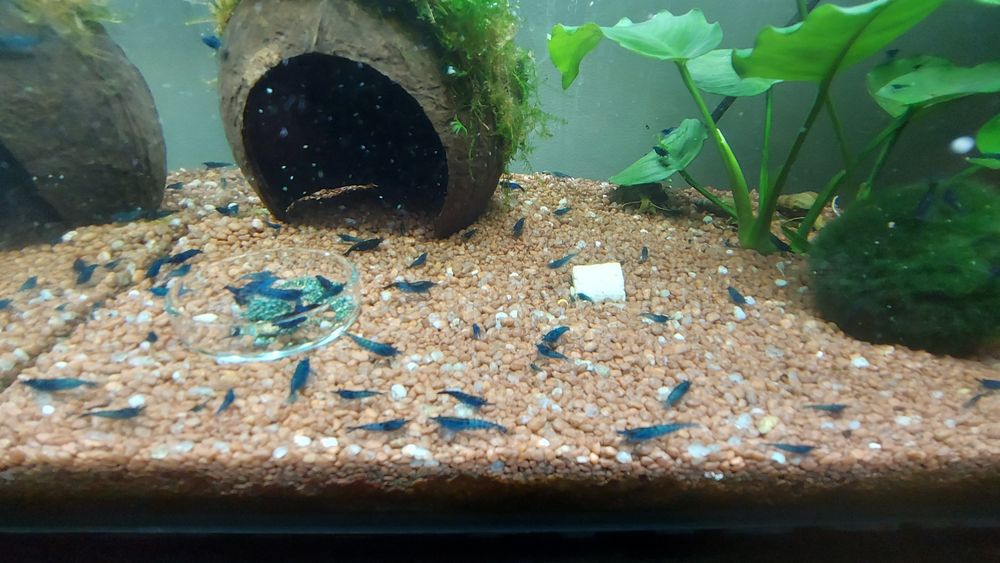 Krewetki blue velvet -10szt.