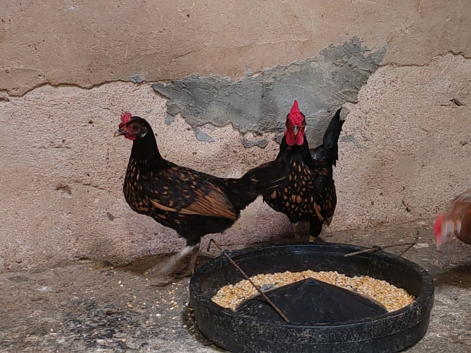 Ovos galinhas Brahma Garnizes miniatura