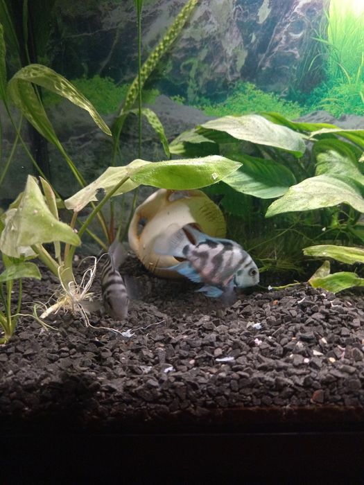 Рибки цихліда чорнополоса