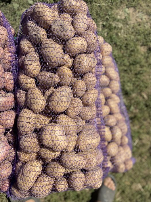 Продам картоплю Сокаль Червоноград