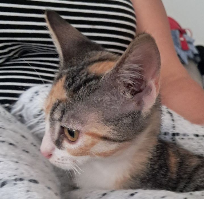 Gata tricolor para dar