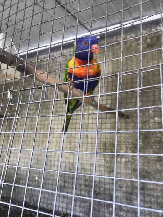 Para  ceder um casal de loros malocanos